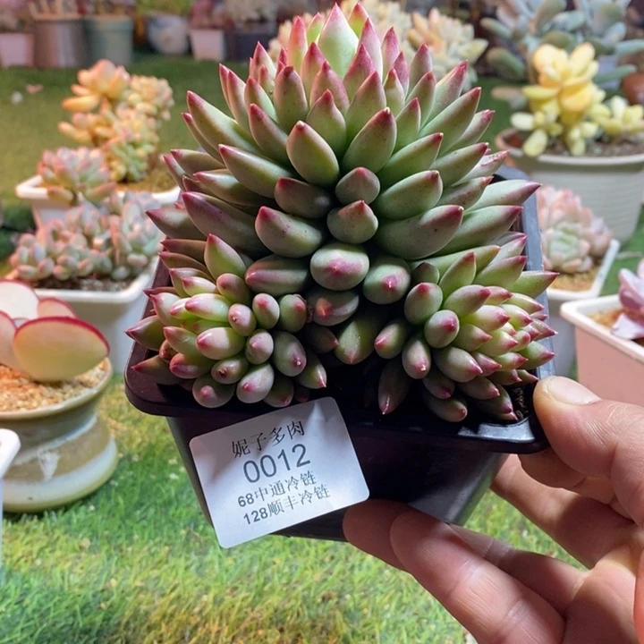 0012啊啊啊啊啊啊啊啊啊啊