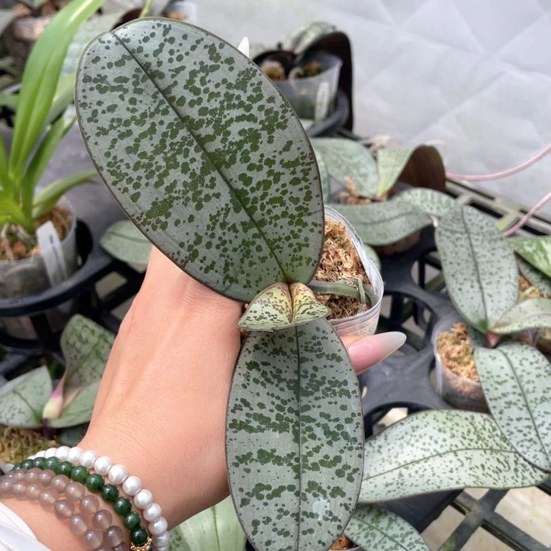 当前无花栽培后可以开花BT387，菲交史交蝴蝶袖西