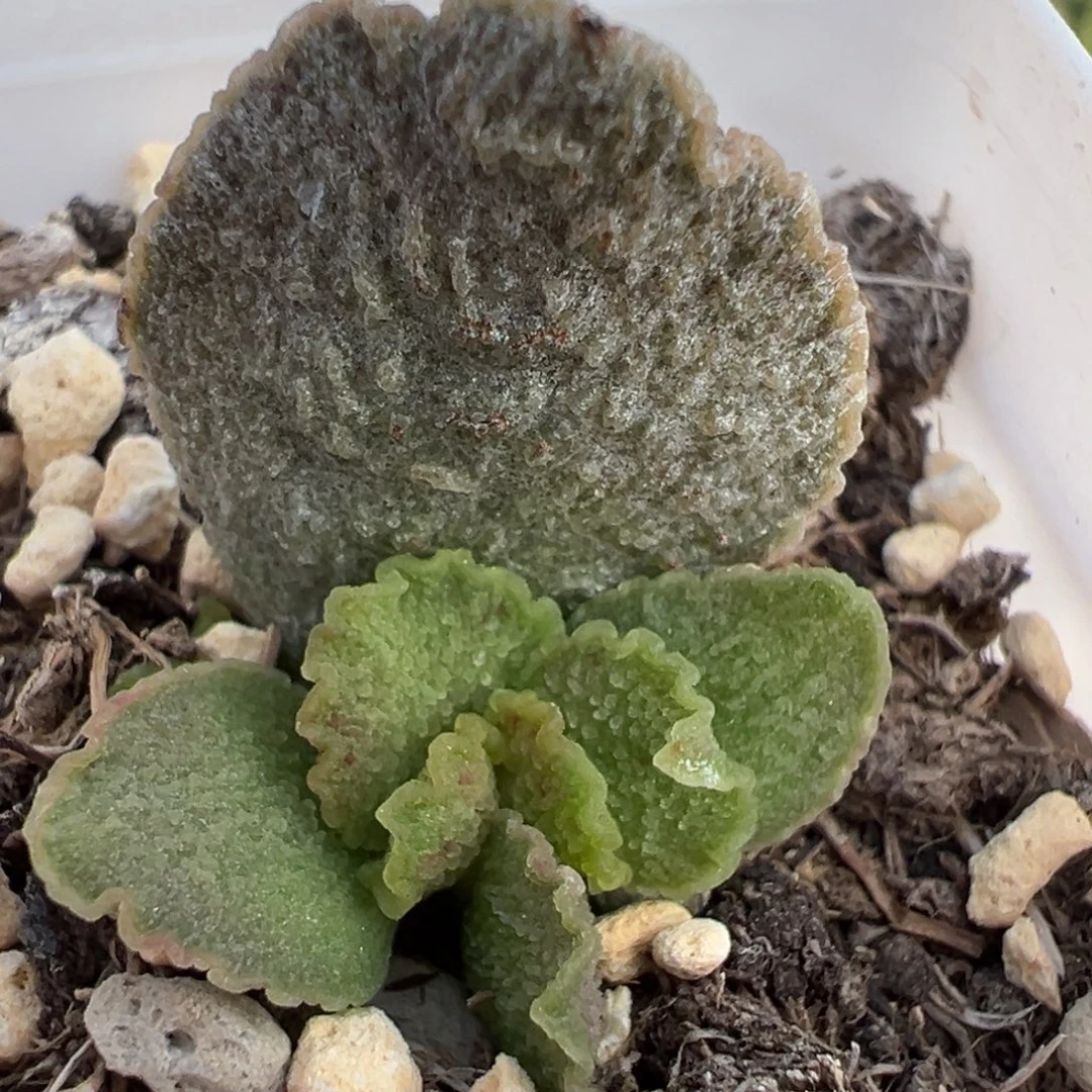实生新品大苗多肉植物水泡