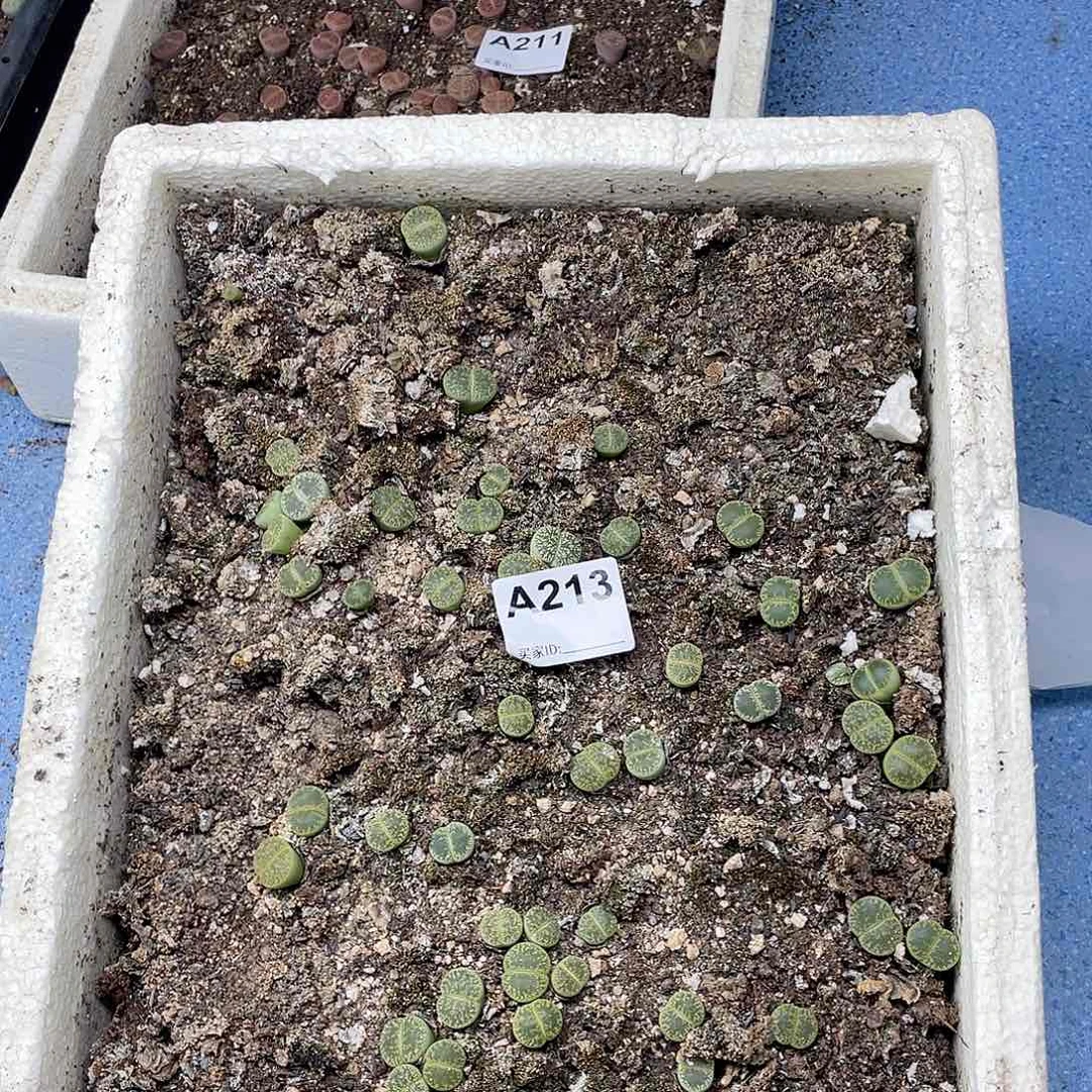绿紫薰清筐 脱土213