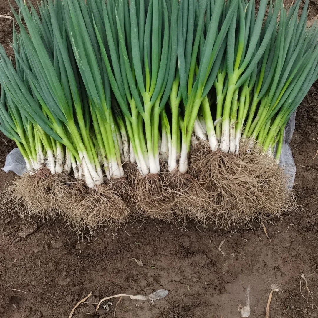 【特级精品】安徽农家自种分葱铁杆葱新鲜现挖甜脆四季蔬菜