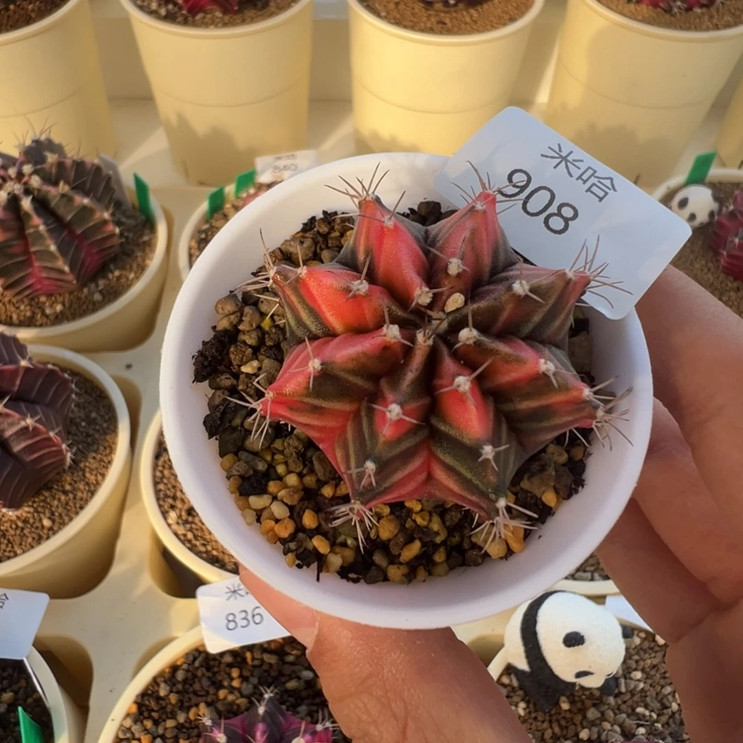 908 好看的米哈冲冲冲