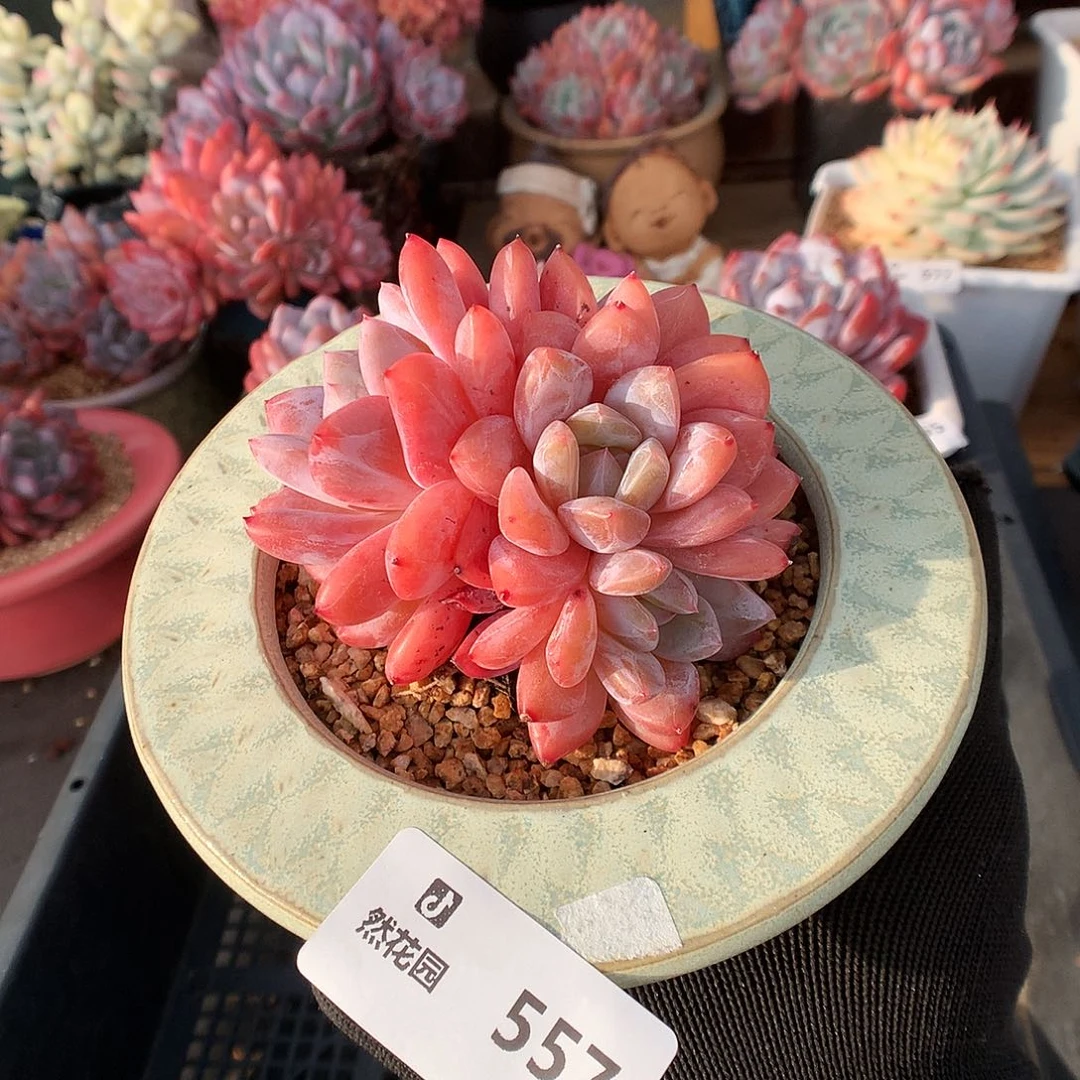 557雪天使多肉植物6666