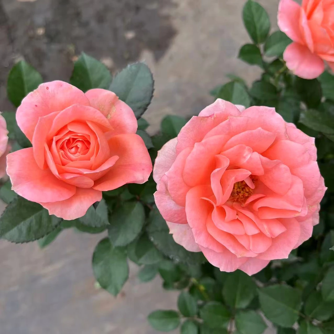 棒棒糖造型 破晓 大花浓香月季玫瑰盆栽带花包