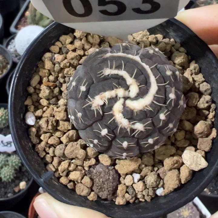 实生拉根刺缀仙人球