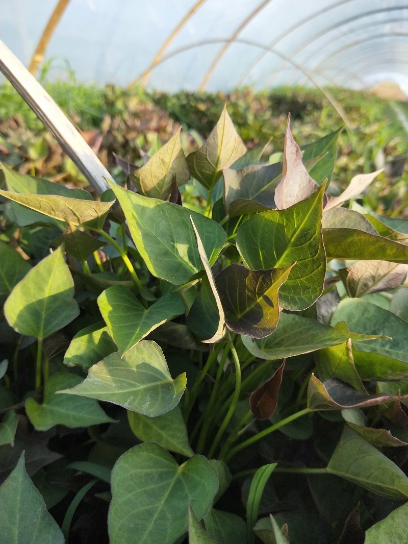 商薯19白心板栗薯苗红薯苗种地瓜苗秧脱毒高淀粉番薯种苗山芋秧苗