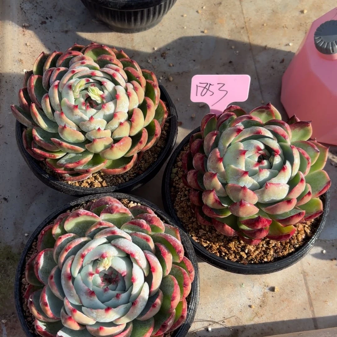 惊鸿仙子好看1853号