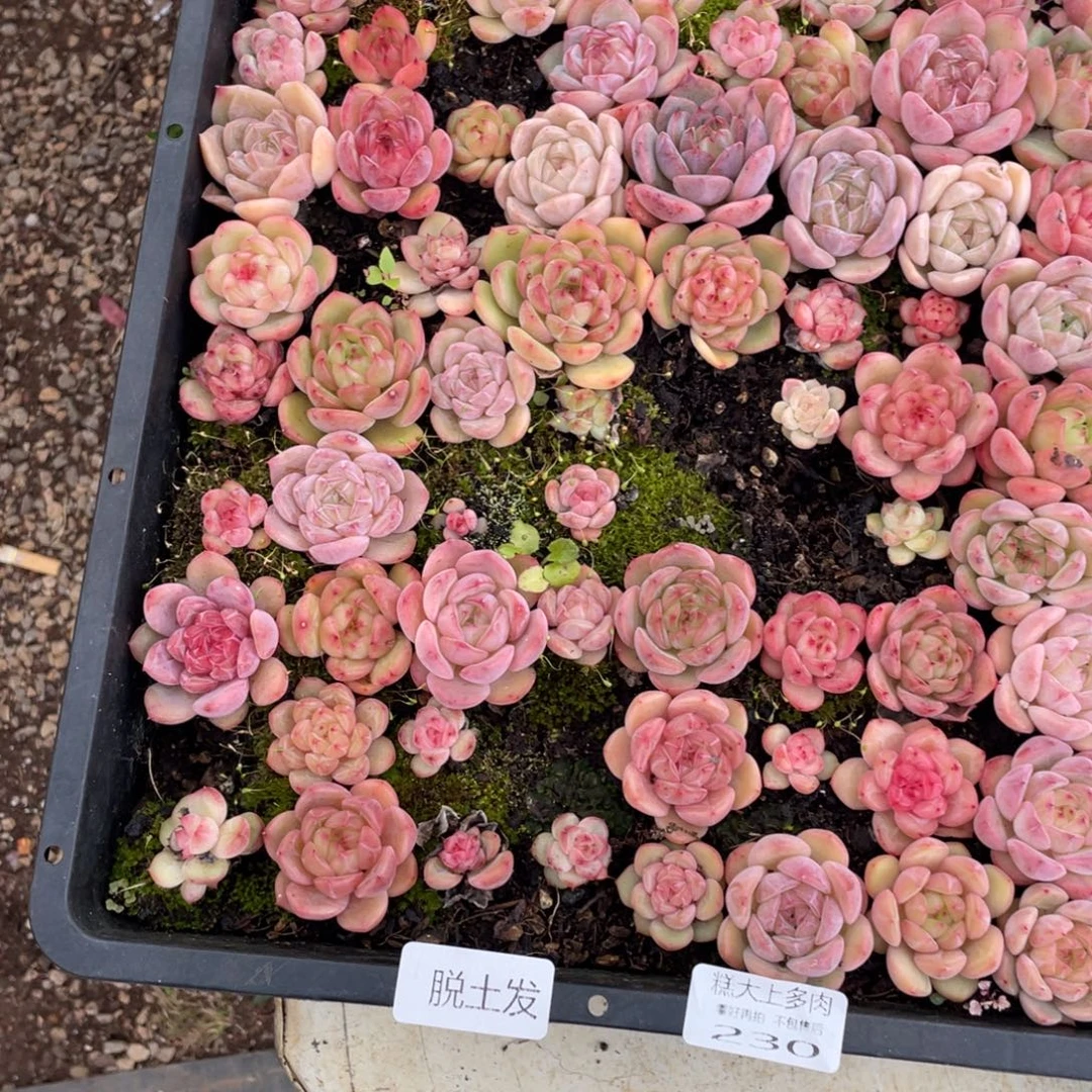 韩***菲糕大上多肉植物230