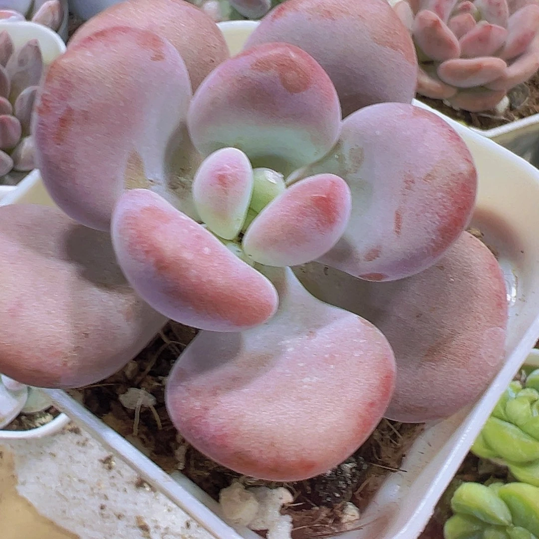 粉兔9.9包邮多肉植物