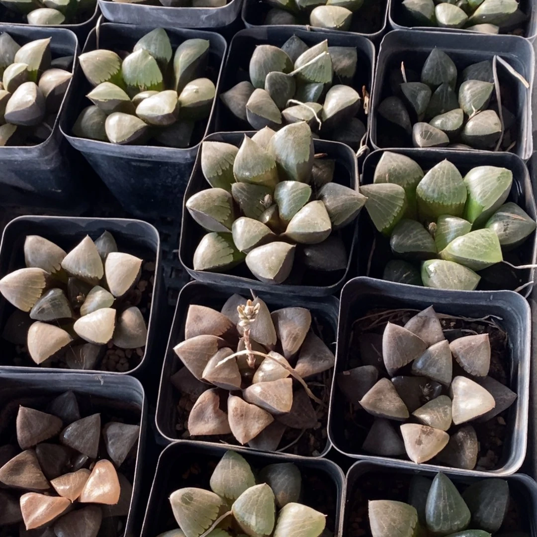 103 一颗大日月潭 新年福利