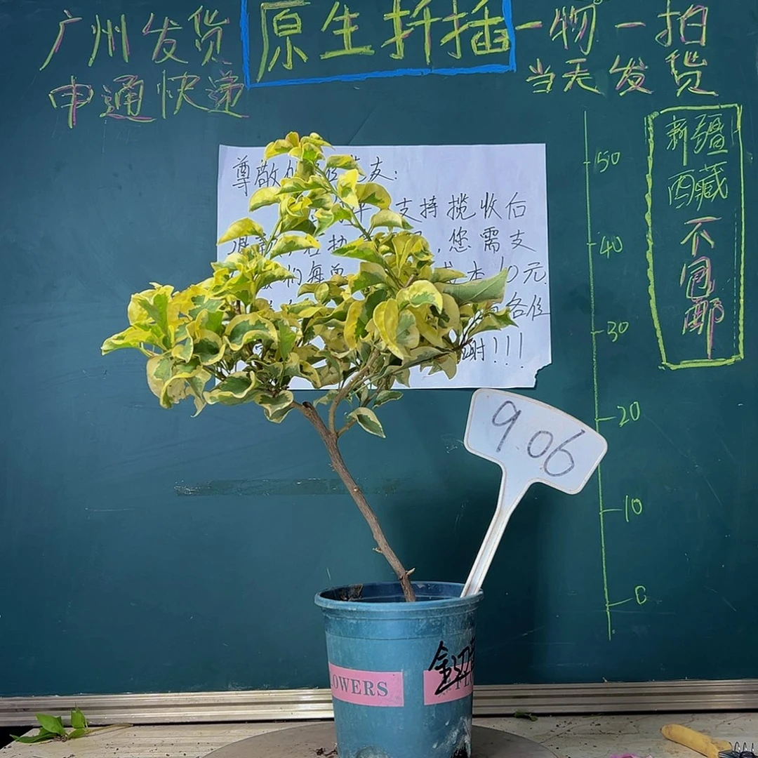 当前无花栽培后可以开花下播 金边黄 906