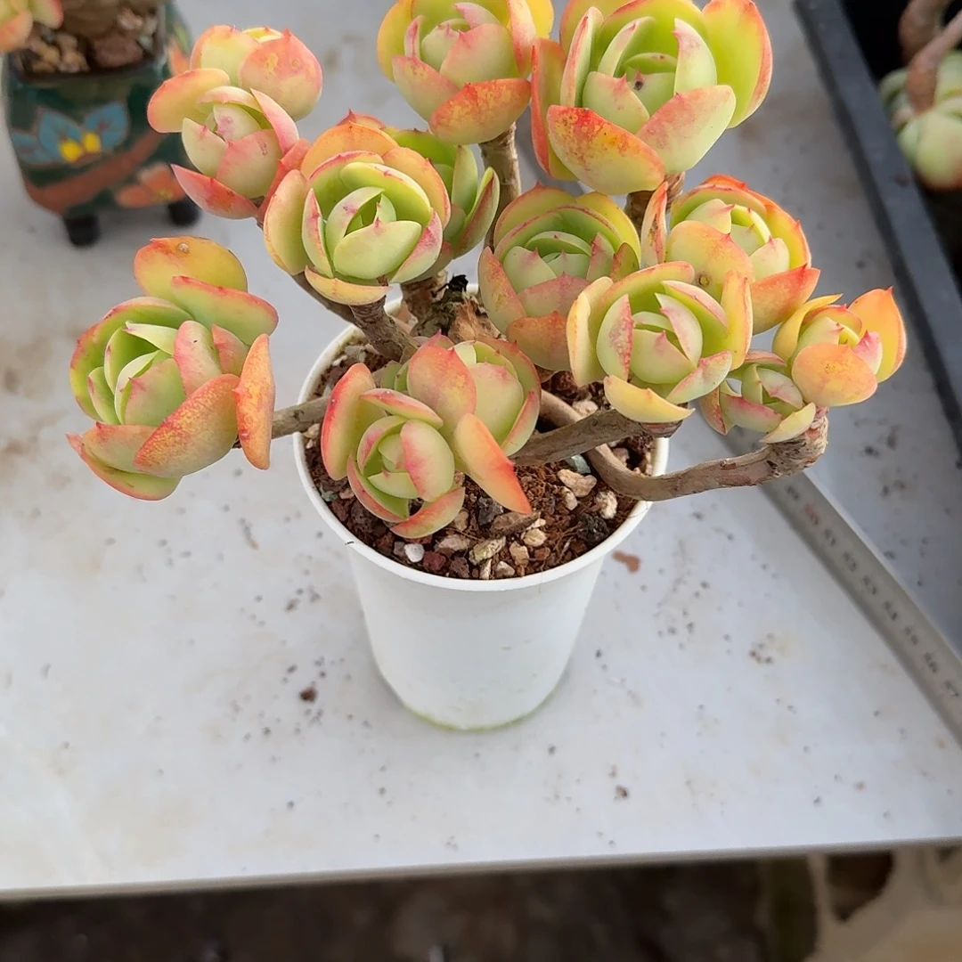 稻***米鸡蛋碧桃多肉植物一颗