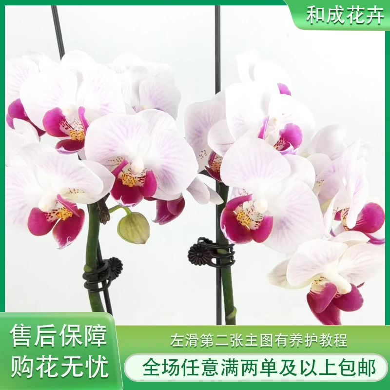 和成花卉【三色彩虹】带花发货 蝴蝶兰基地直发
