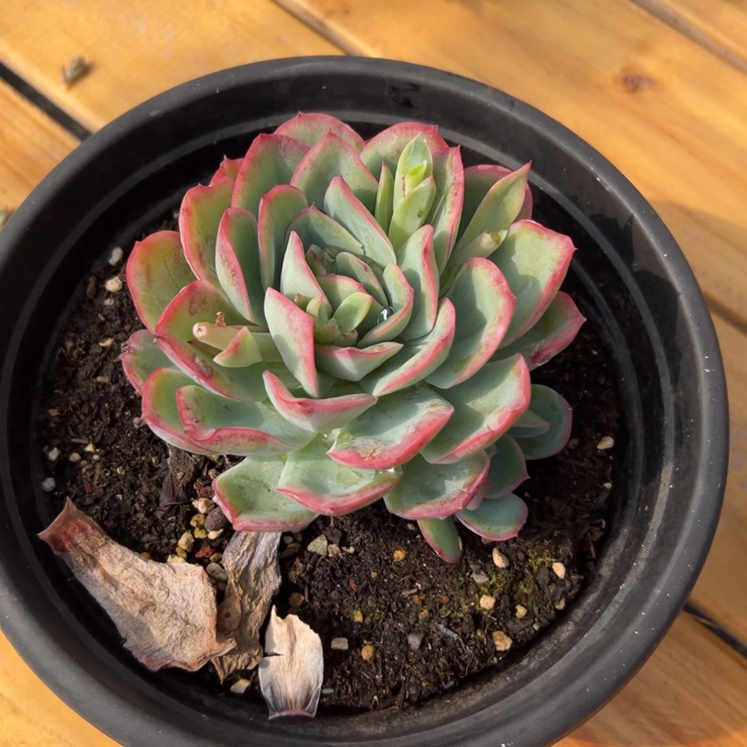 闪购2老桩单头带崽晨露