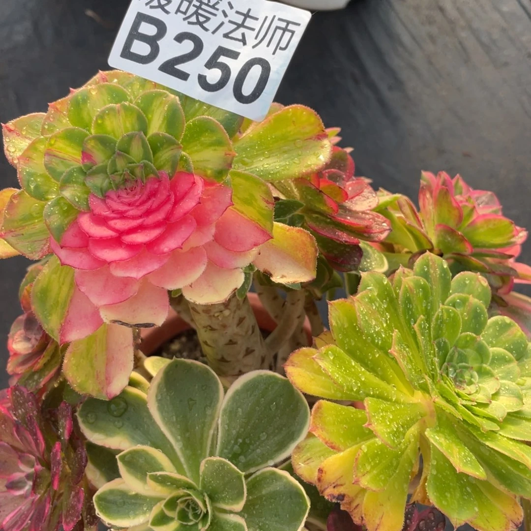 紫砂茶杯250嫁接就哈哈哈哈