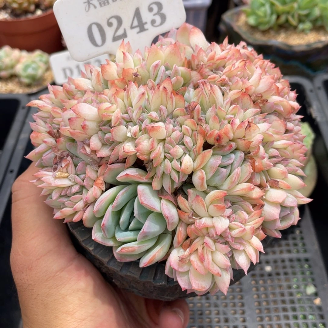 0243莎莎缀不带盆13厘米