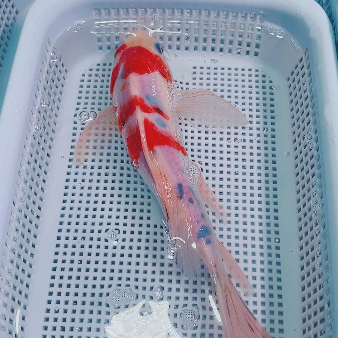 锦鲤锦鲤冷水鱼观赏鱼129