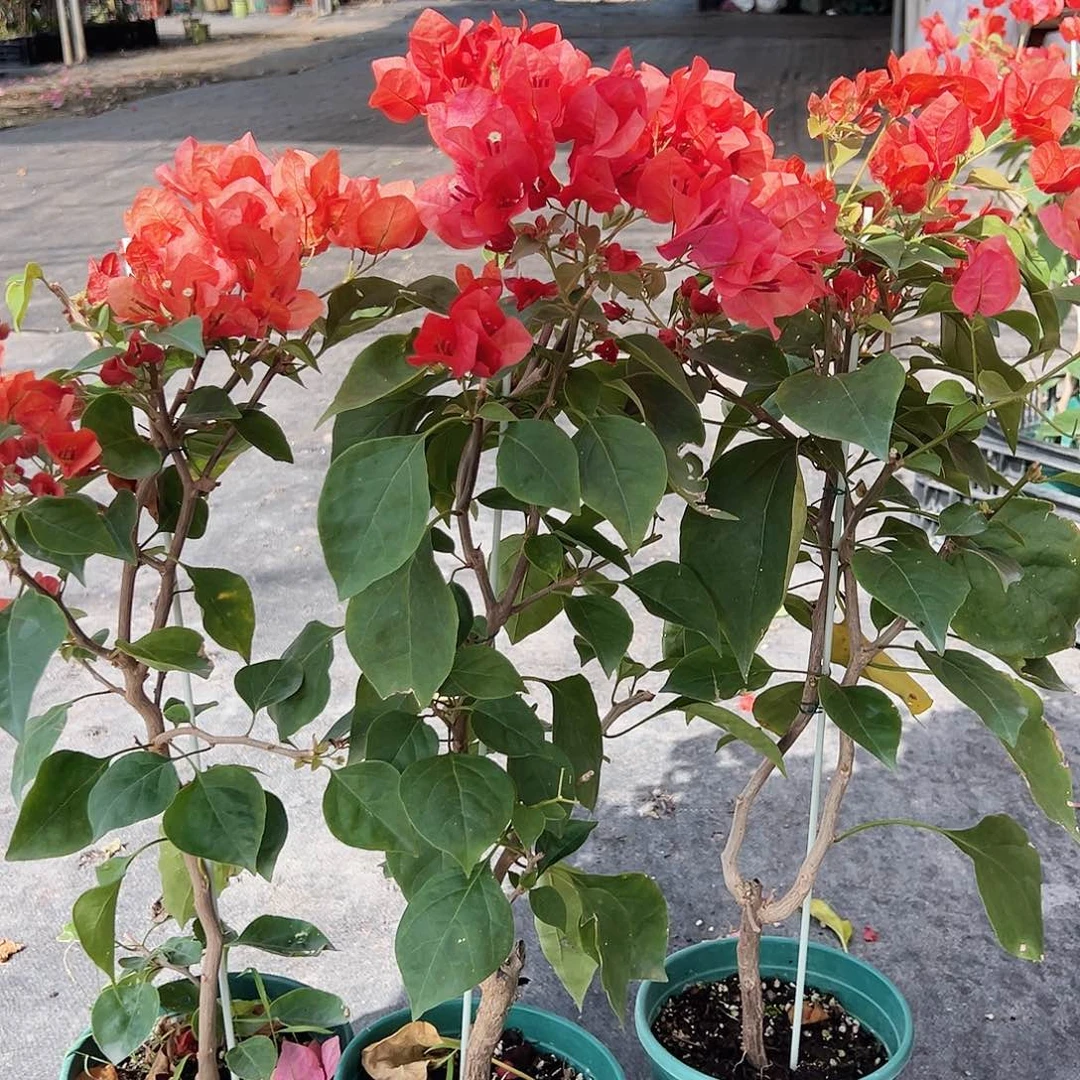 大部分花苞少量开放不甜西瓜带竹一颗