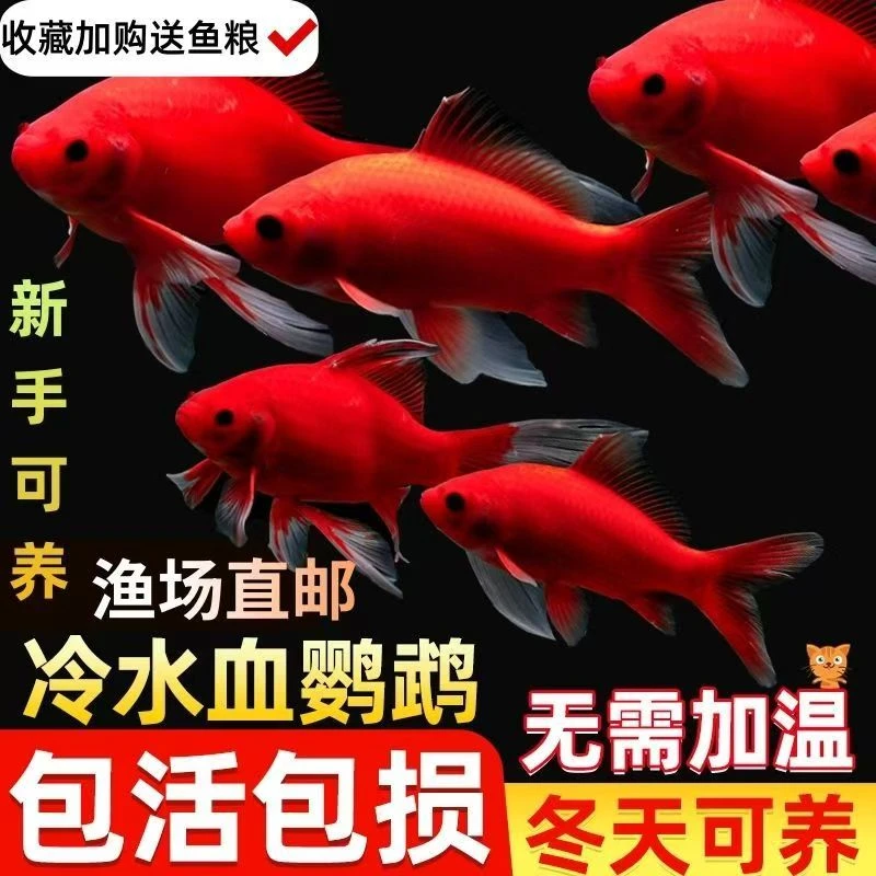 冷水淡水鱼鹦鹉活鱼观赏鱼水族金鱼冷水鹦鹉葡萄鹦鹉鱼观赏鱼