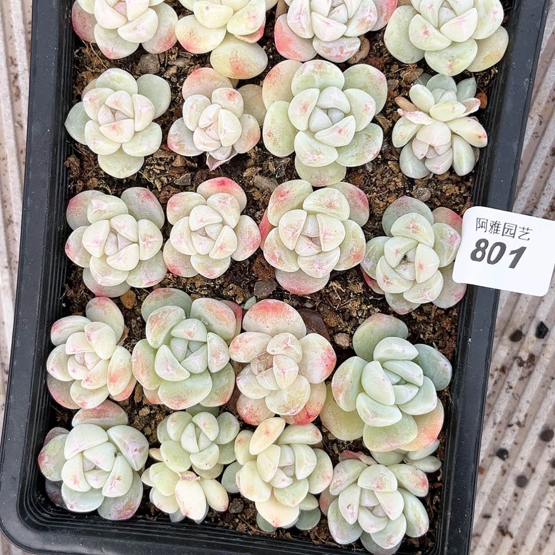 阿雅园艺。            801