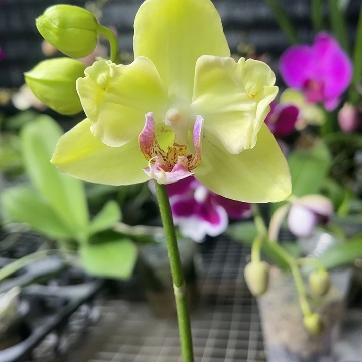当前无花栽培后可以开花绿如意变异