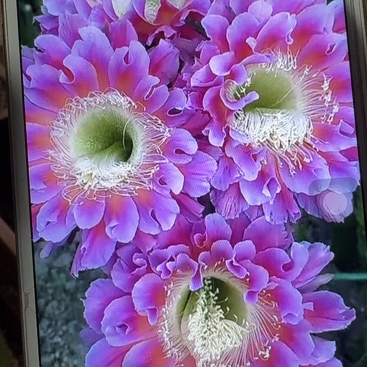 云羽侧芽4公分彩草