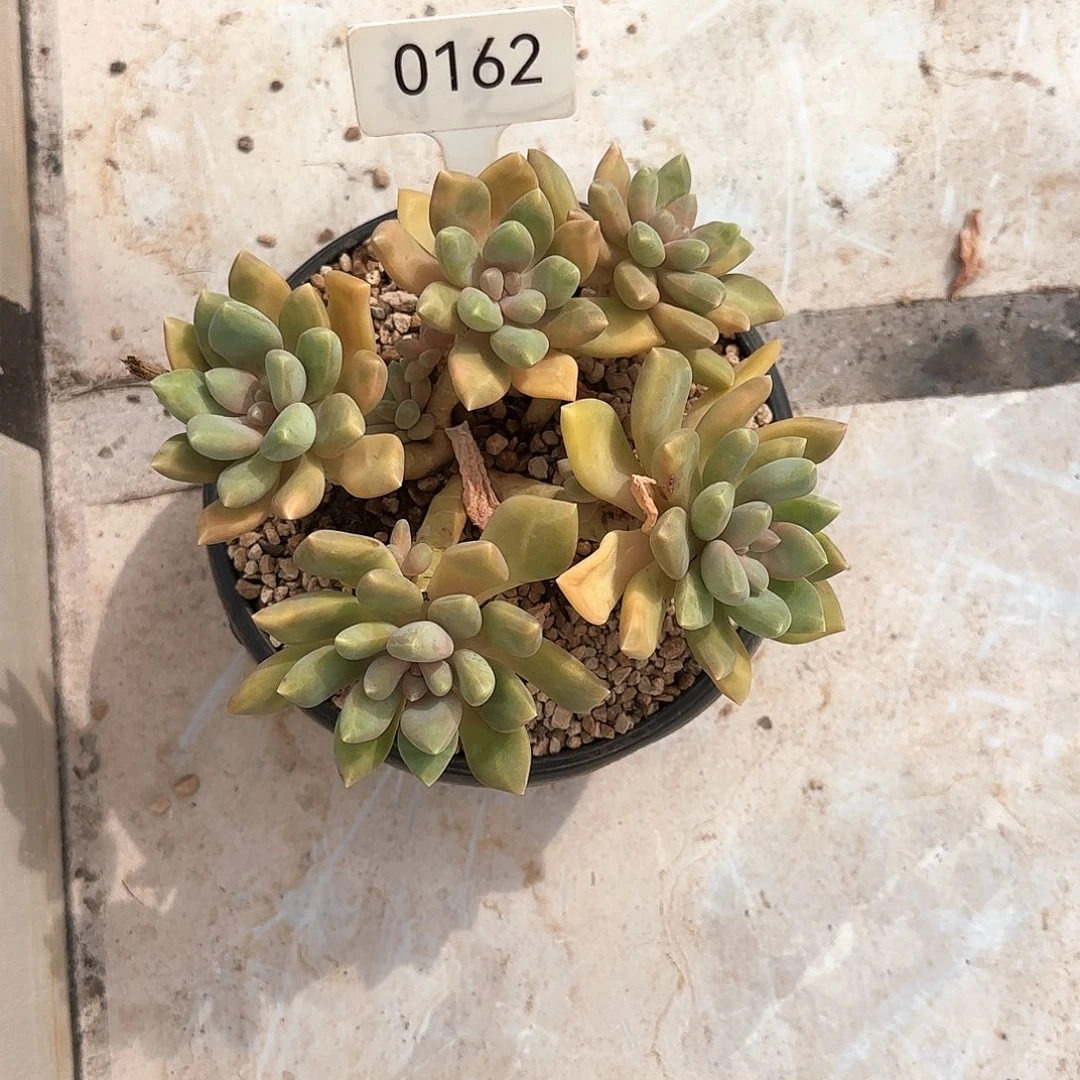 嗷***7丽莎花园       0162号