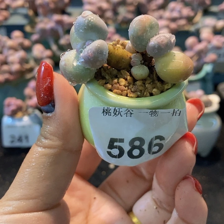 586蛋黄奶酪带盆土发货
