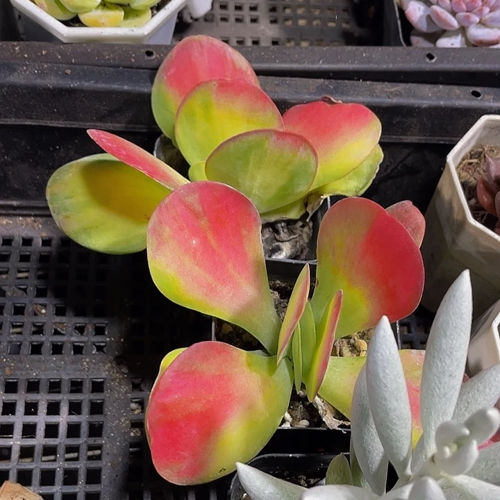 唐印锦带盆土发货