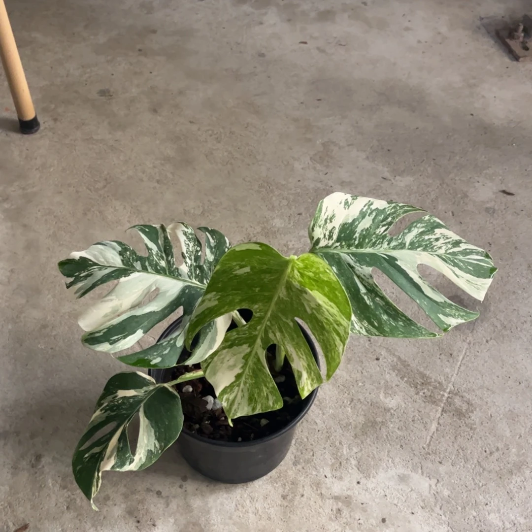 无花朵顶芽白龟!!