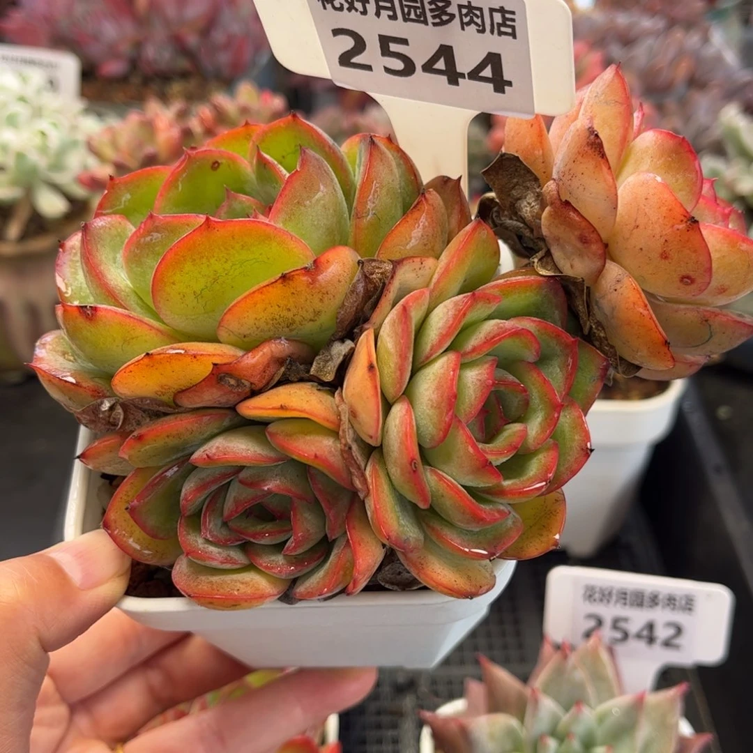 2544 满30包邮天冷地区必拍保温箱