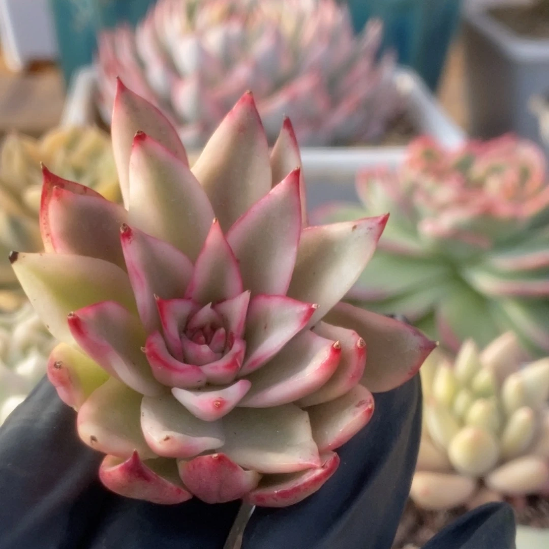 009吉赛尔锦锦锦锦锦锦