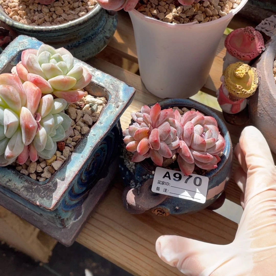 A970静好多肉园艺