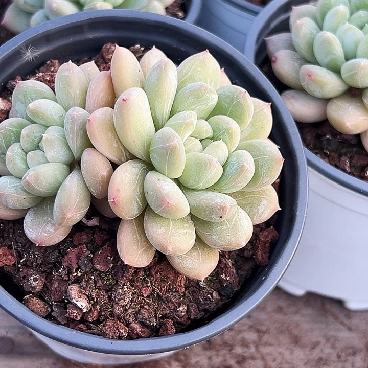 双头       百搭翡翠