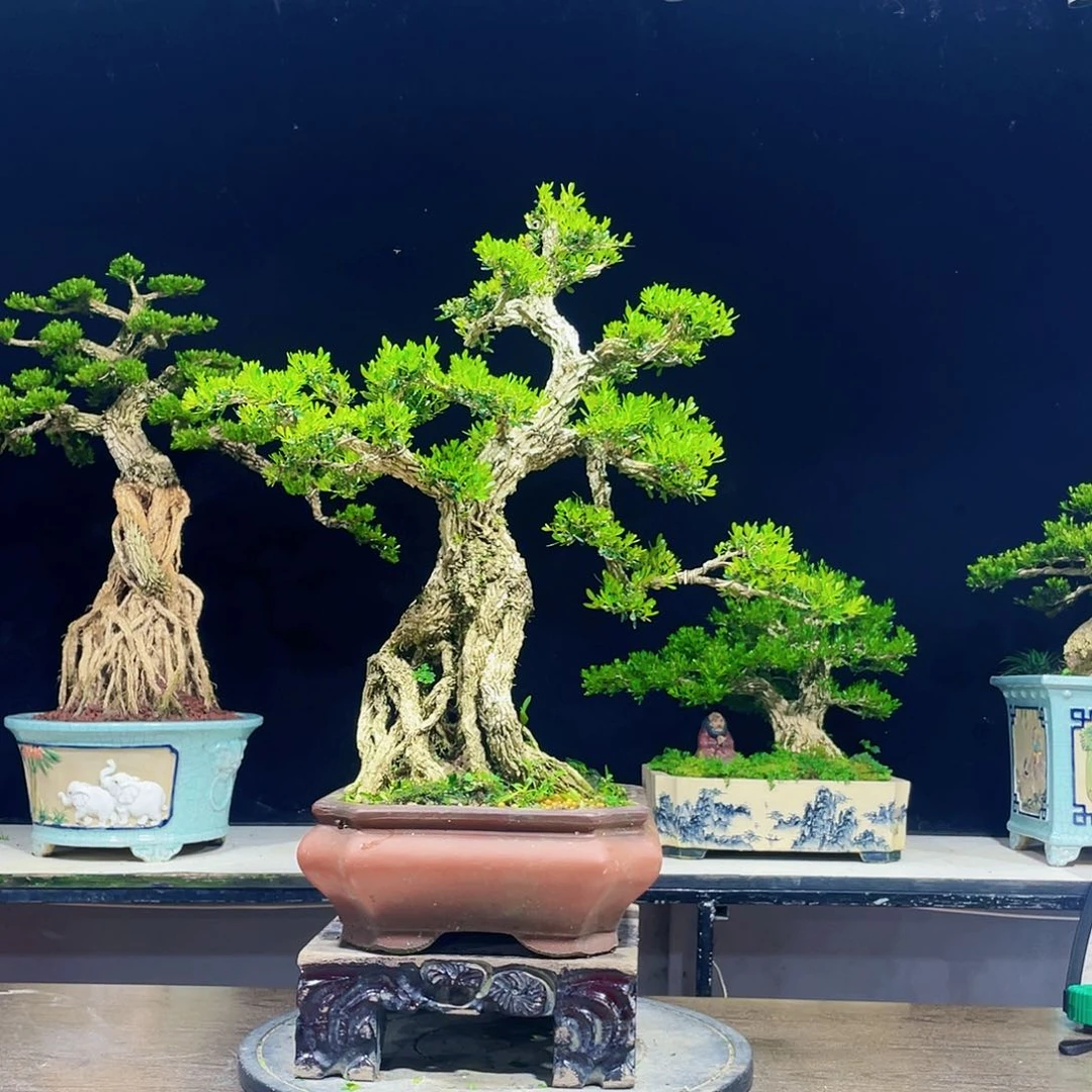 黄杨盆景四季常青