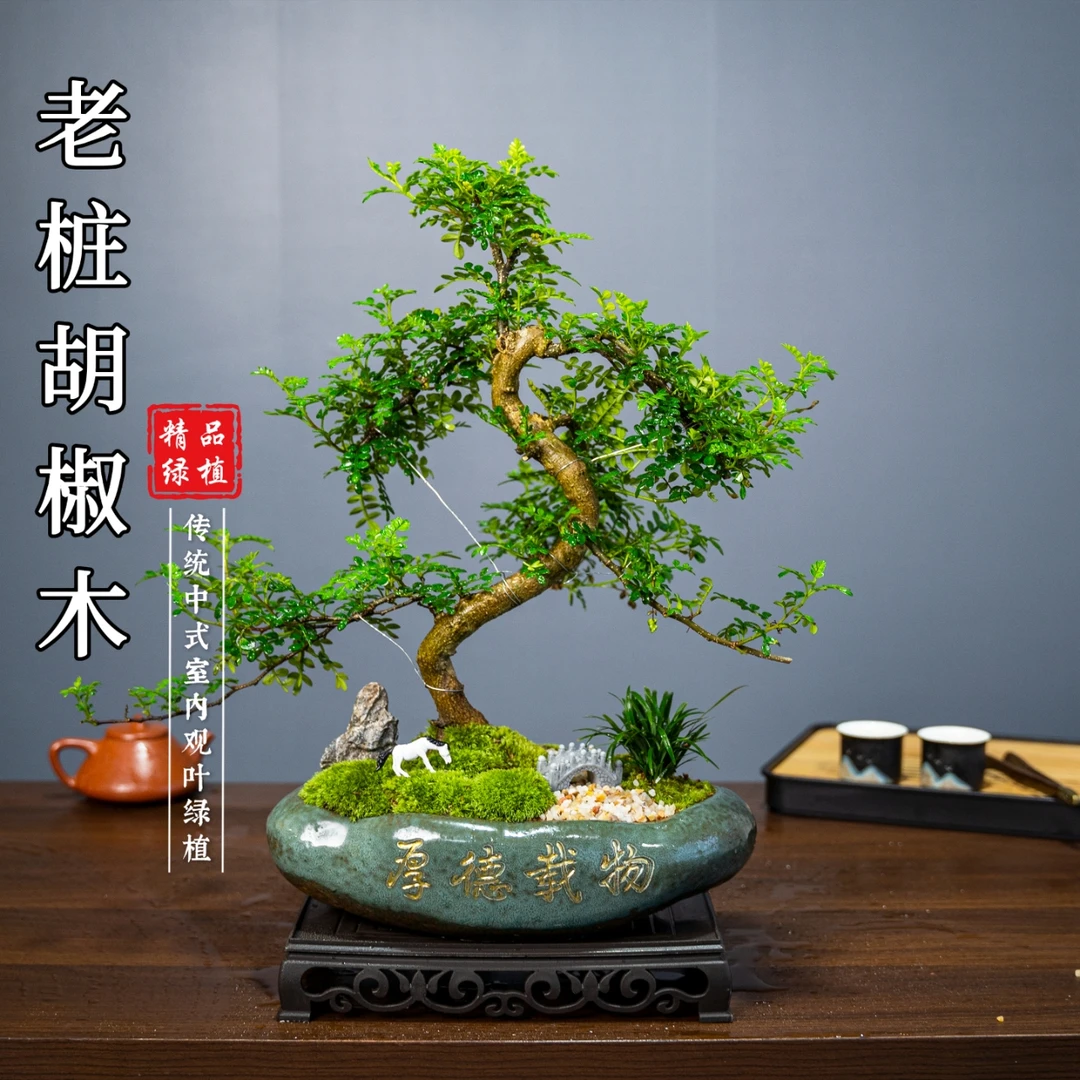 S弯清香胡椒木中型盆景室内好养盆栽绿植美观茶室客厅阳台