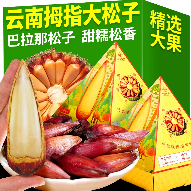 滇品客巴拉那松子云南种植原味熟食大颗拇指巴西大松子礼盒装送礼