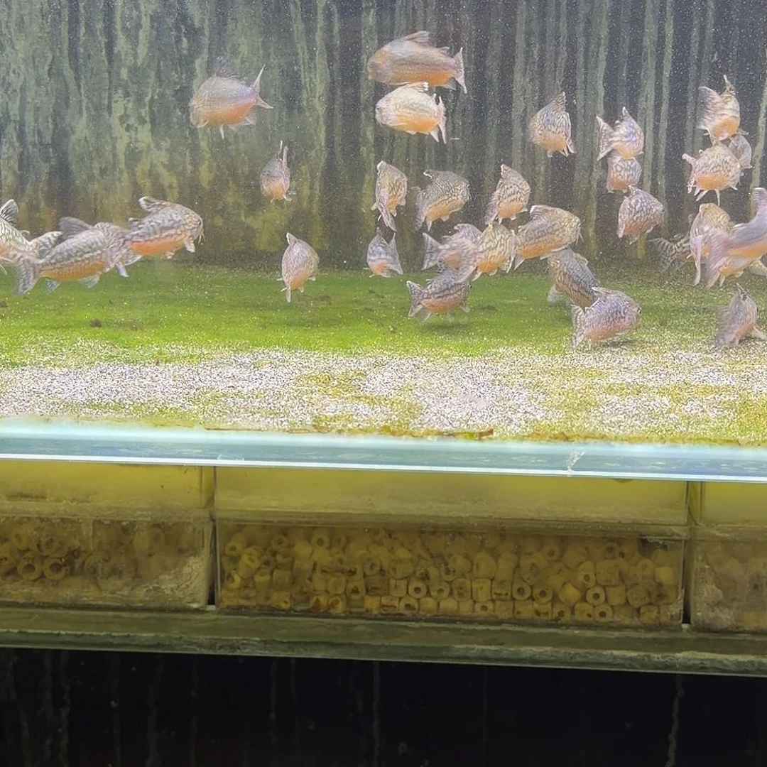 鼠鱼7-8cm精品爆花葛衣一只 不包邮