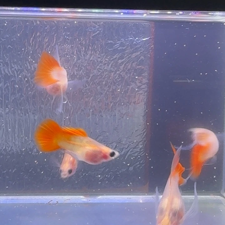 大***林孔雀鱼琉璃玻璃猫大C三母两公