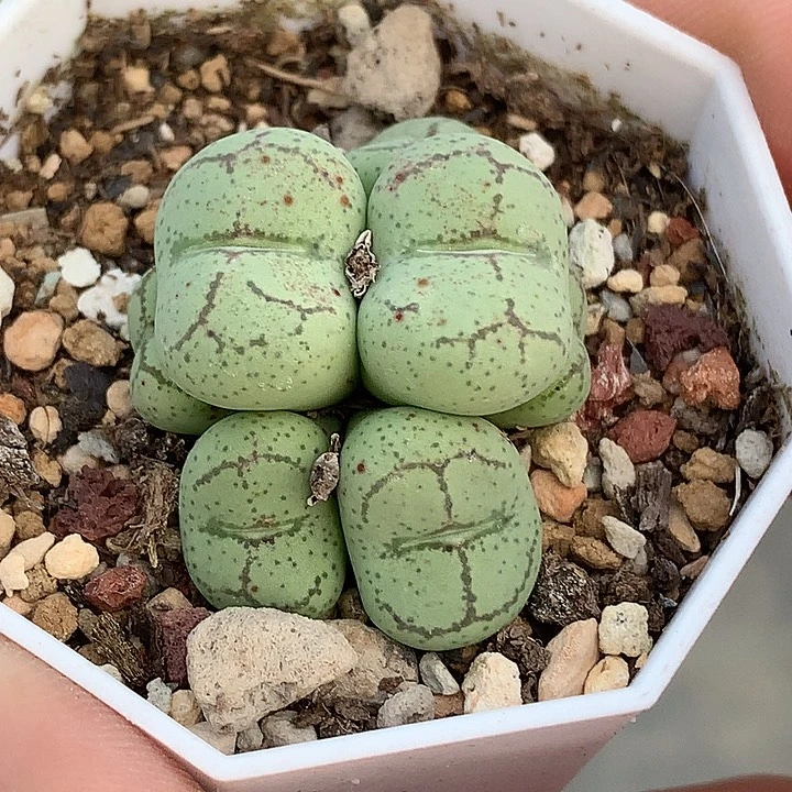 精品多肉植物精品大型7头猴脸