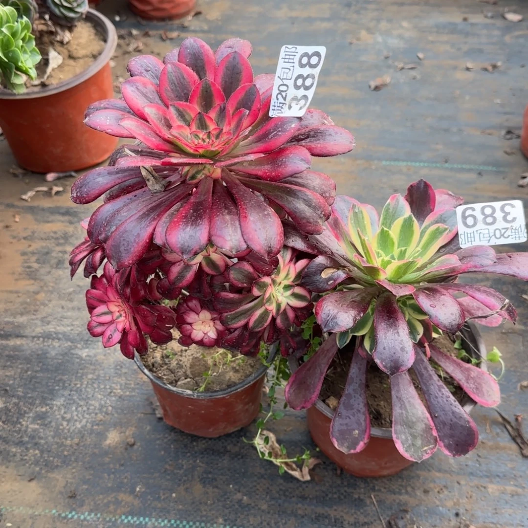 多肉388+389满20包邮断枝不包