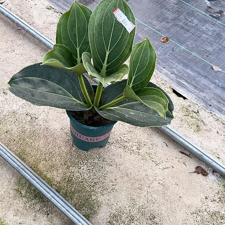 当前无花朵，栽培后可花朵蓝*石