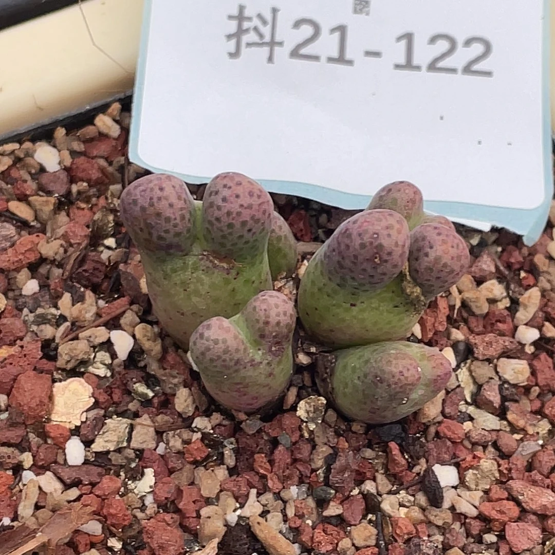 是***～21-122肉锥多肉植物
