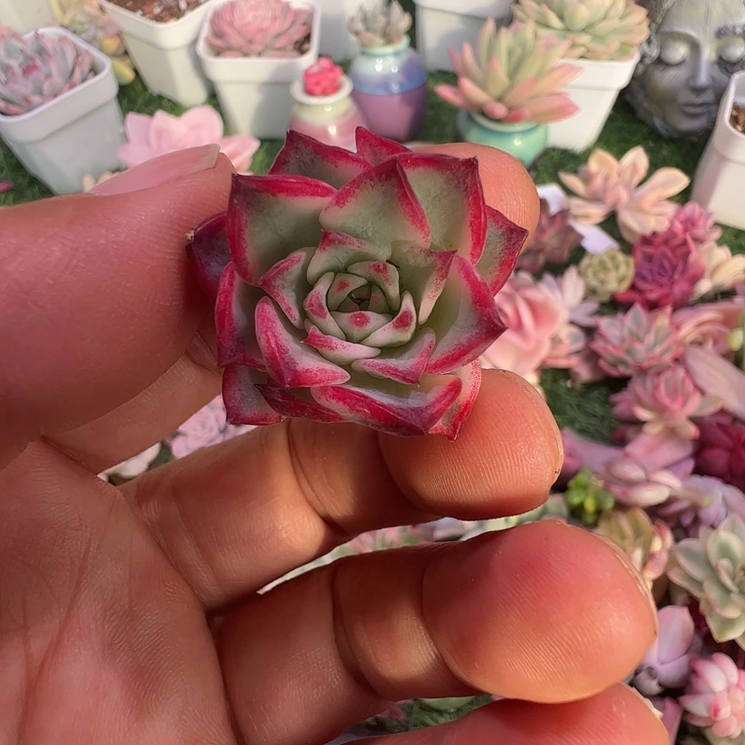 ‖***児多肉植物多肉植物