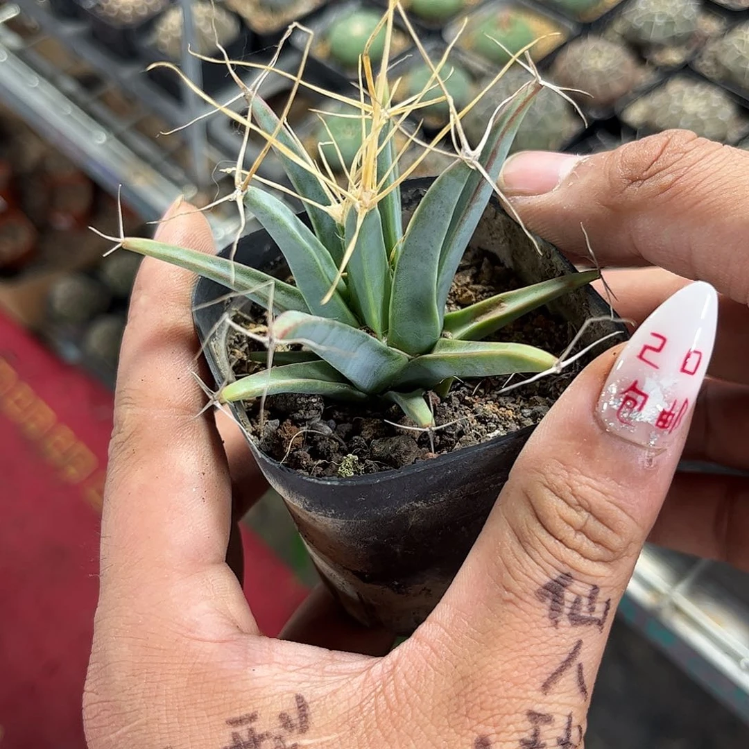 四大名球光山单头发货有根