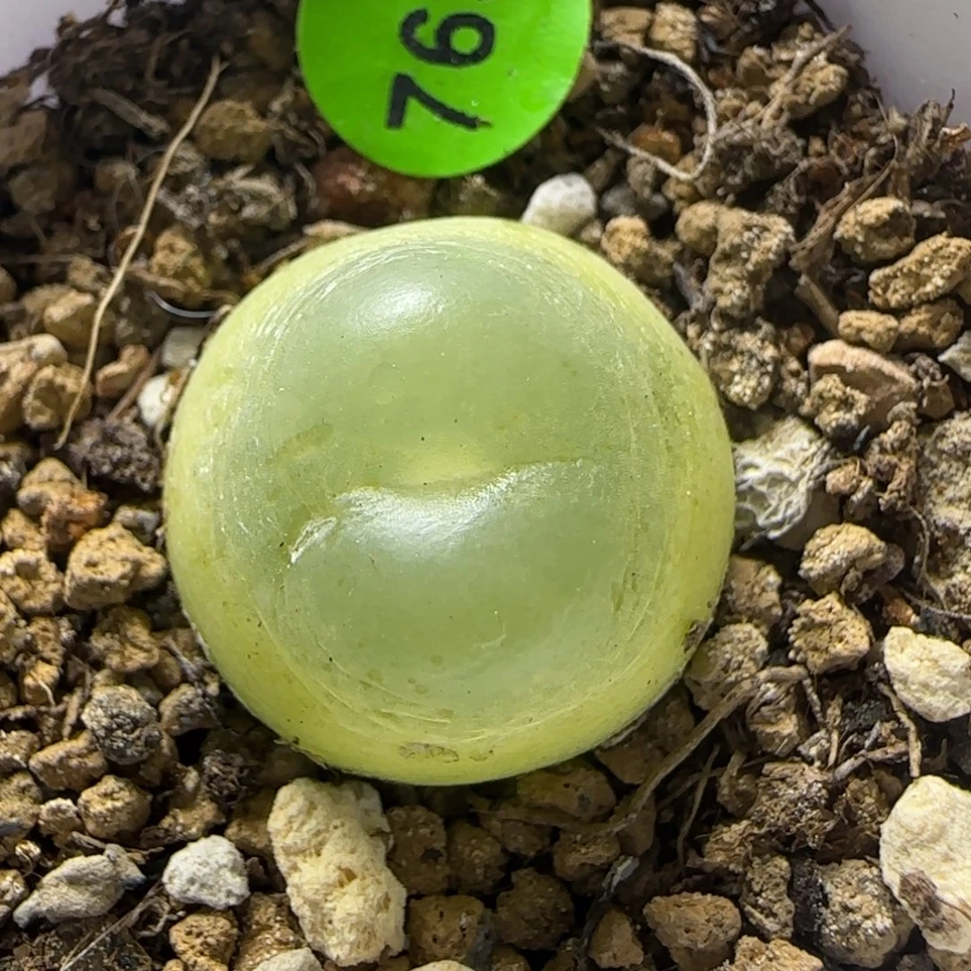 拉登1.7+瑕疵多肉植物765