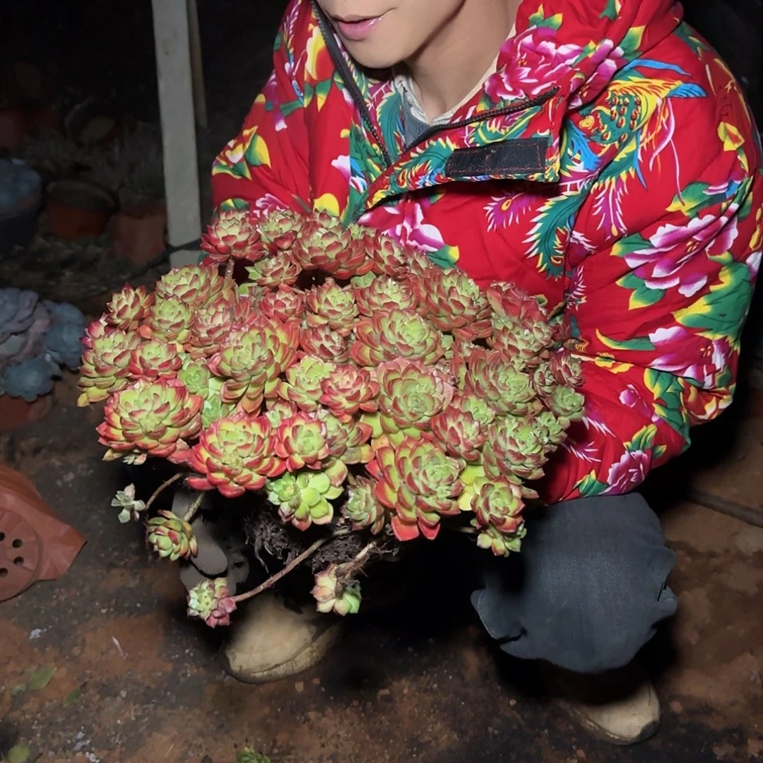 盆栽蒂亚多肉多肉