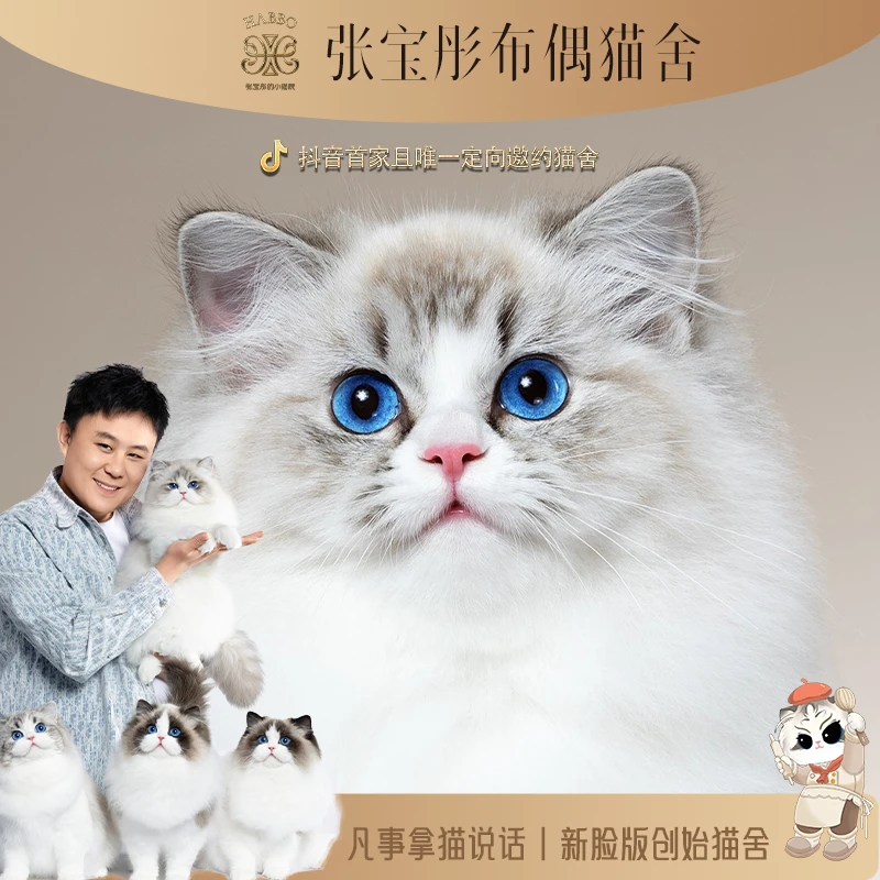 张宝彤布偶猫舍小青蛙妹妹 | 新脸版布偶猫创始猫舍