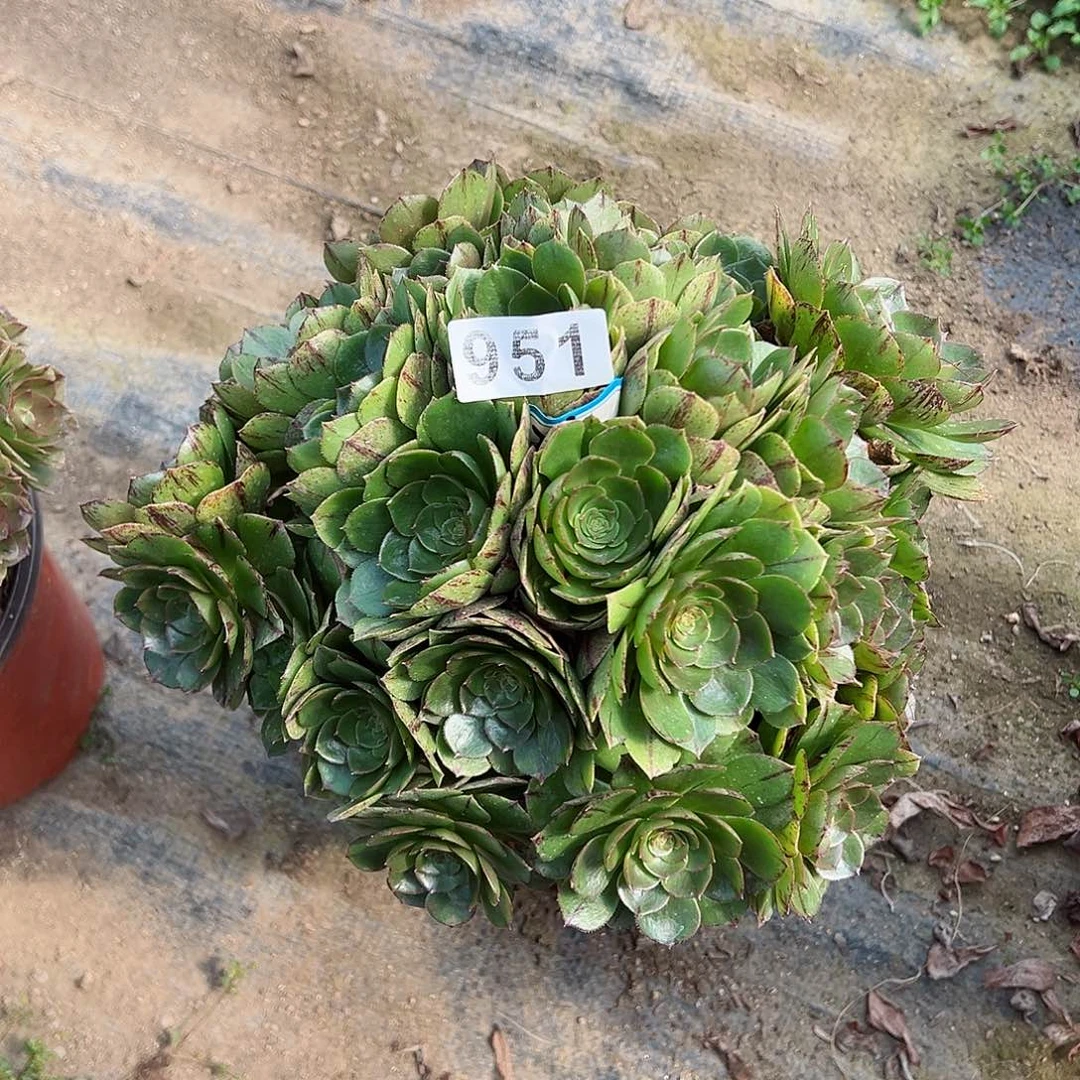 紫砂茶宠万拉丝老桩951