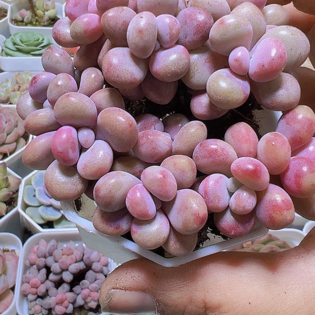 糖果桃蛋11个19包邮